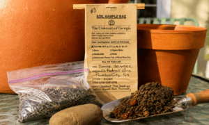 Five Common Gardening Mistakes