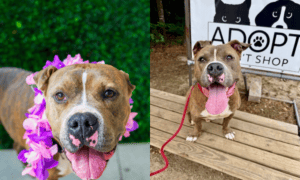Pet of the Week: Norman, a Huggable, Kissable Po...