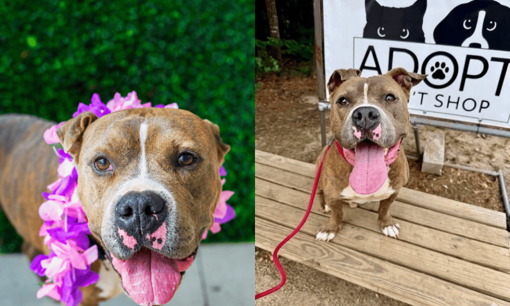 Pet of the Week: Norman, a Huggable, Kissable Po...