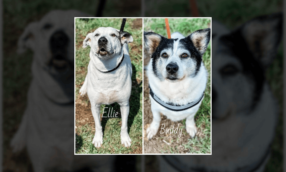 Pet of the Week: Ellie and Buddy, a Handsome Can...