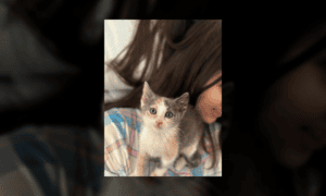 Francis, a Little Calico Kitten Who Survived Whe...