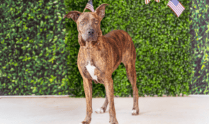 Pet of the Week Buckie, a Shy Brindle Princess R...