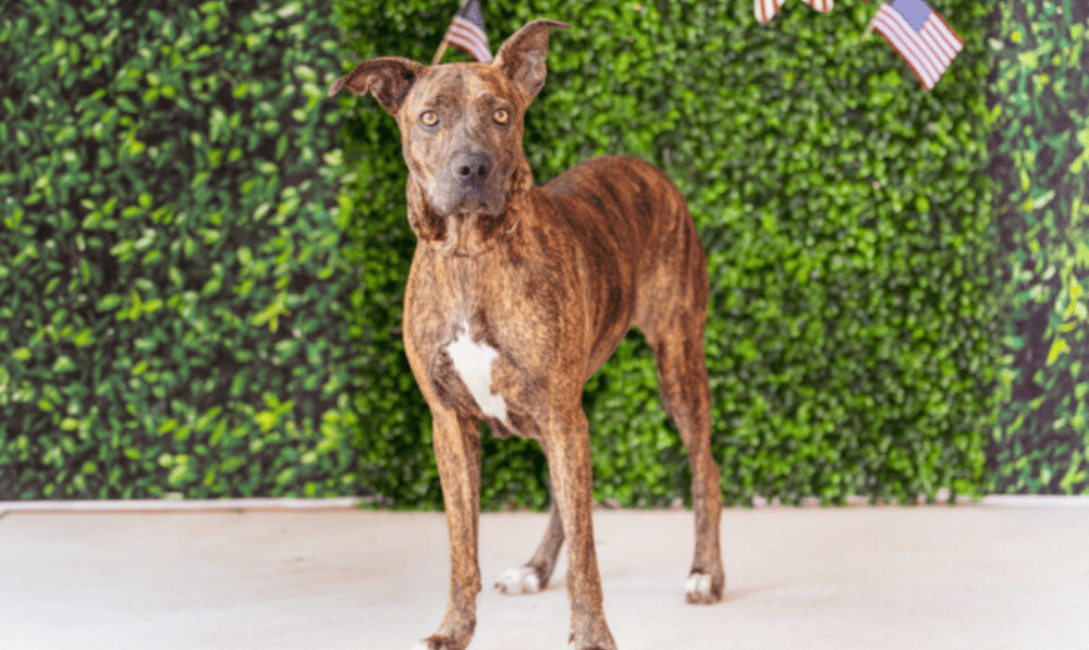 Pet of the Week Buckie, a Shy Brindle Princess R...