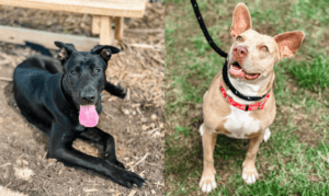 Fayette County Animal Shelter Offers Free Adopti...