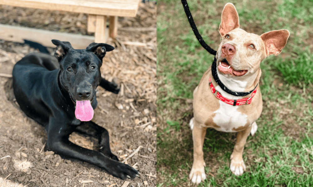 Fayette County Animal Shelter Offers Free Adopti...