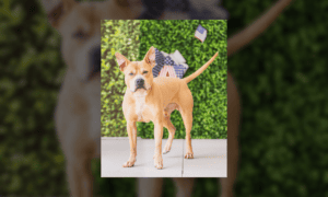 Pet of the Week Forest, the World’s Best Smile, ...