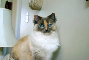 Senoia Family Paid to Euthanize Cat. She Was Sti...