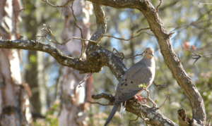 Gardening for Wildlife: Bringing Nature Home