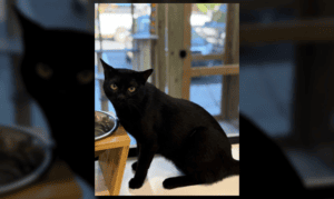 Pet of the Week : Tarin, an Athletically Gifted ...