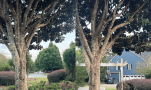 Noose Found Hanging From Tree in Peachtree City ...