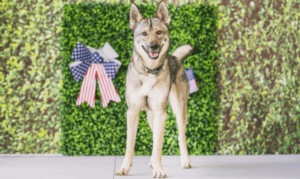 Pet of the Week: Shirley, a 1.5 Year Old Shepher...