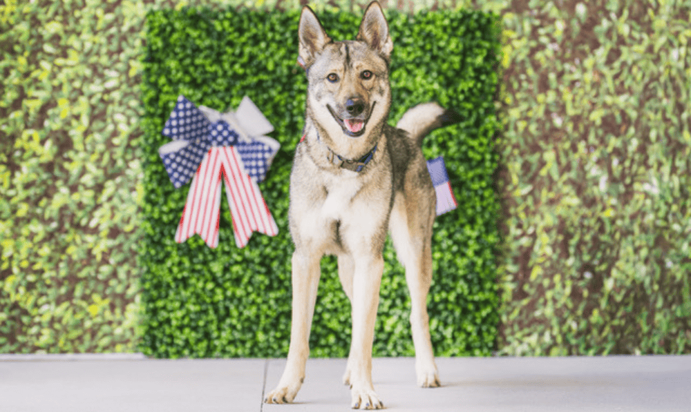 Pet of the Week: Shirley, a 1.5 Year Old Shepher...