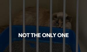 Exclusive: Former Senoia Animal Hospital Worker ...