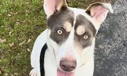 Pet of the Week: Praline Is Ready for All the Love and Attention