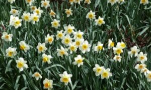 Plant Bulbs Now for a Spring Color Show!