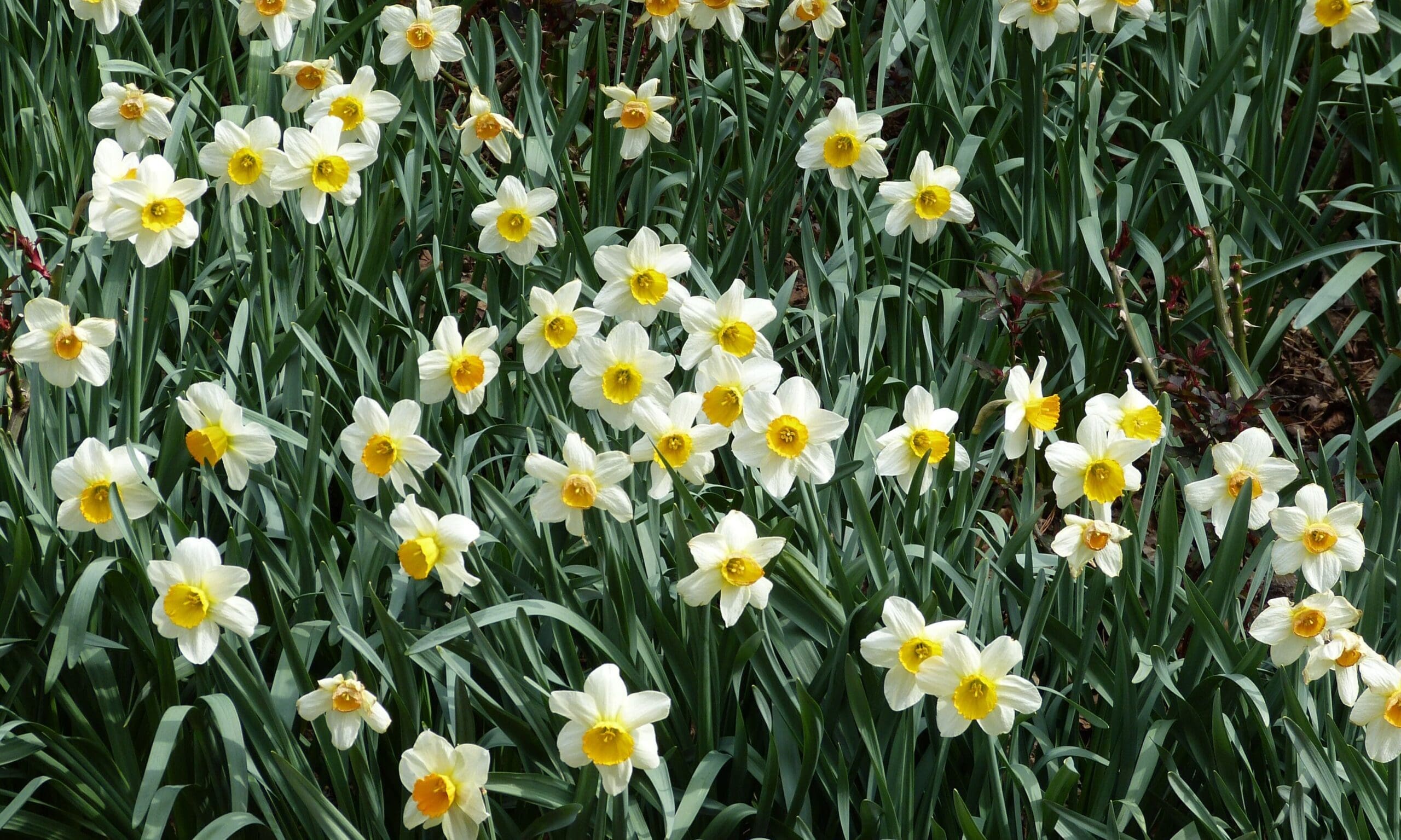 Plant Bulbs Now for a Spring Color Show!