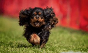 Newnan Kennel Club Celebrates 50th Anniversary W...