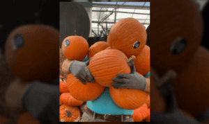 It’s Pumpkin Time!
