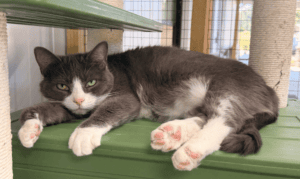 Pet of the Week: Tinkerbell is Ready to Chill