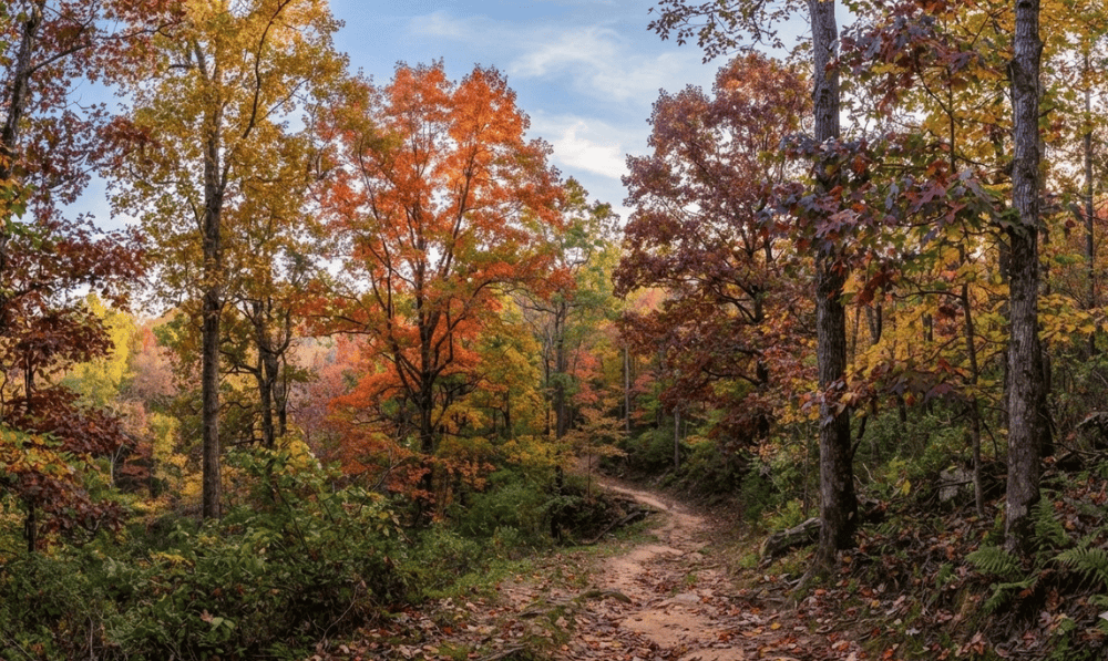 The Heartbeat of the Planet: Why Trees Matter
