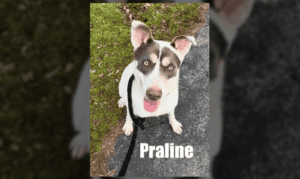 Pet of the Week: Praline Is Ready for All the Lo...