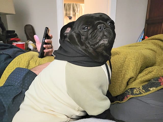 ChaCha, the Belote family’s black pug, wearing a hoodie.
