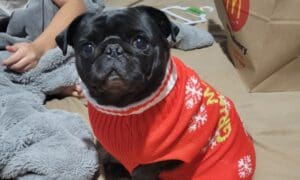Family Paid Senoia Animal Hospital to Euthanize ...
