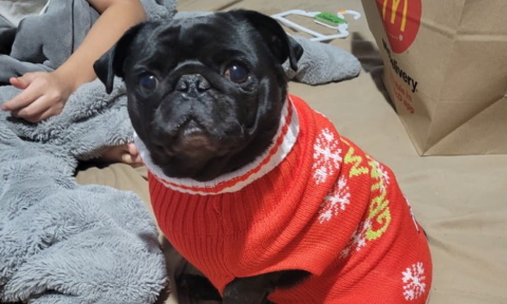 ChaCha, the Belote family’s black pug, wearing a red sweater.