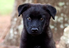 FHS gets $2,500 from Petco Foundation