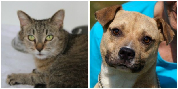 Animal adoption fees discounted