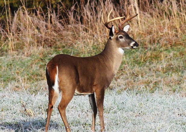 Deer season opens Sept. 12