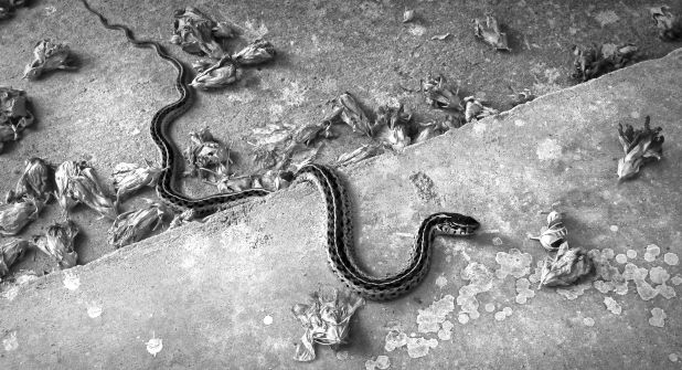 Local photographer is busy this fall