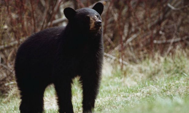Bears getting ready for winter