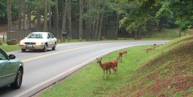 Deer-vehicle collisions increase during breeding...