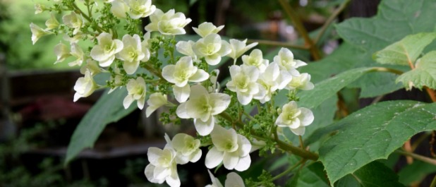 Planting natives is subject of Backyard Assn. me...