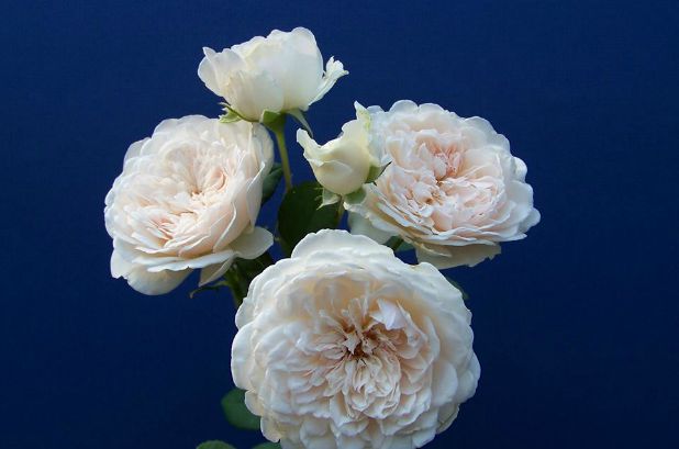 Get rose tips from an expert