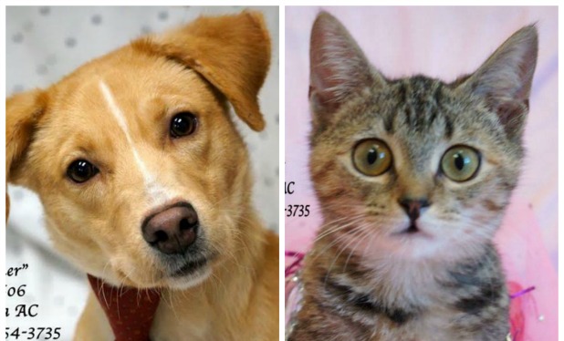 Coweta Pets of the Week