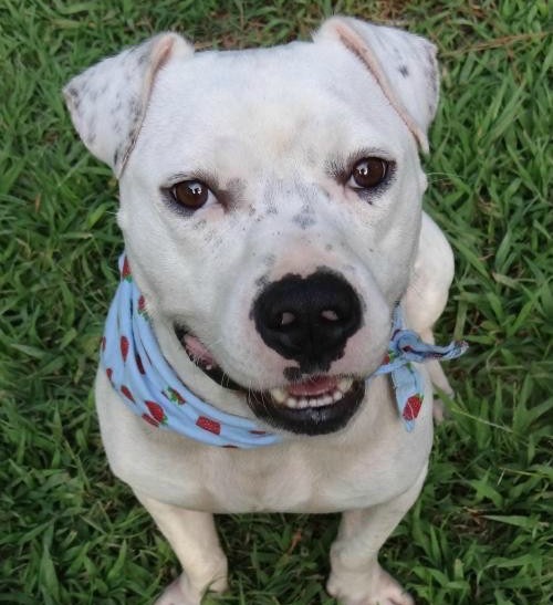 Fayette Pet of the Week