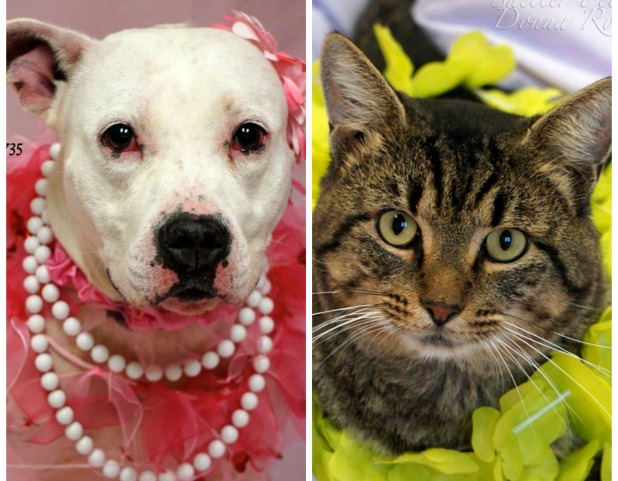 Coweta Pets of the Week