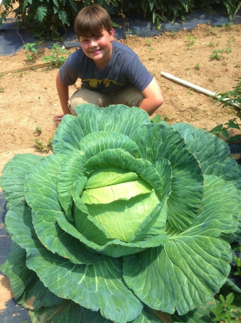 Student grows 30-lb. cabbage