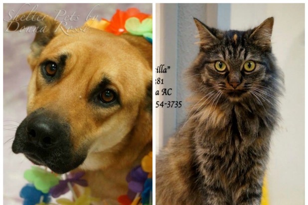 Coweta Pets of the Week