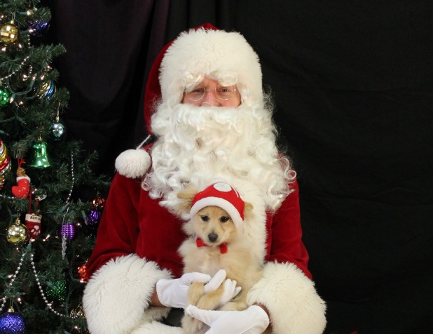 Time for pet photos with Santa