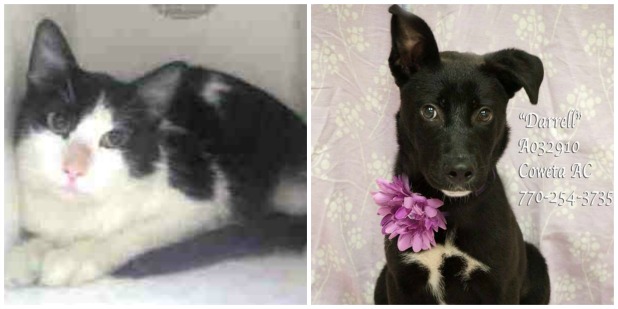 Coweta Pets of the Week