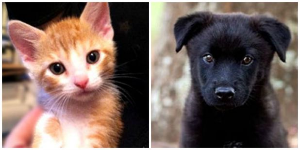 NCHS hosts annual volunteer meeting