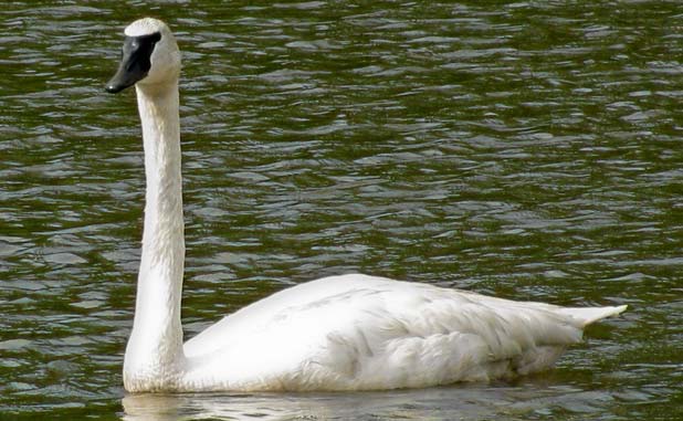 Swan enjoys Huddleston Pond