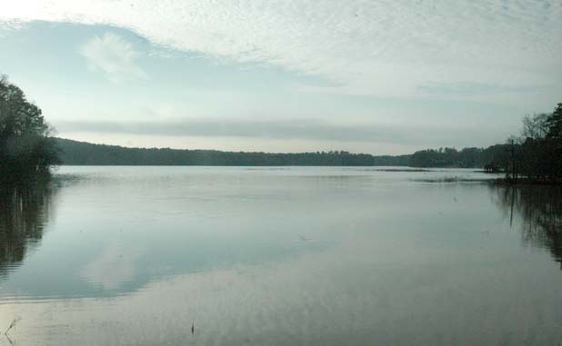 Too many beavers, geese in Lake PT